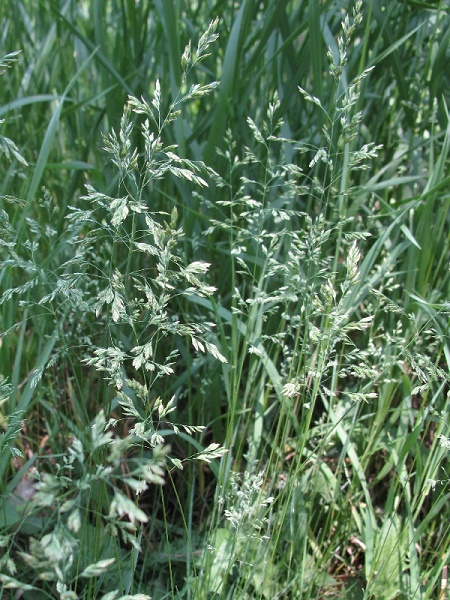 Blue Grass main image 1